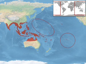 Hemidactylus frenatus distribution.png