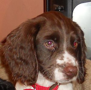 Holly English Springer Spaniel