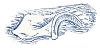 Iliosuchus incognitus from Huene.jpg