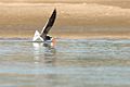 Indian Skimmer (8582799716)