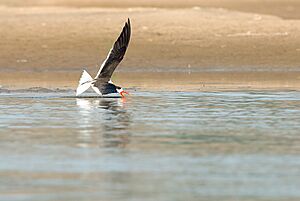 Indian Skimmer (8582799716)