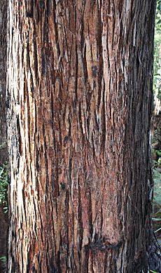 Jarrah bark