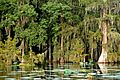 Lake Martin LA USA swamp