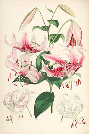 Lilium speciosum (lit)