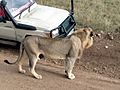 Lion at Nairobi National Park