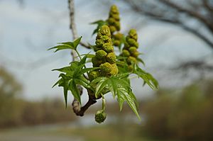 Liquidambar styraciflua bloom