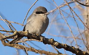 LoggerheadShrike-21DEC2017