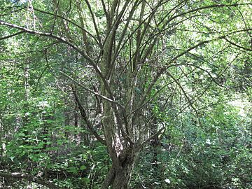 Malus coronaria1