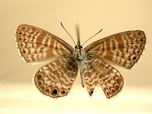 Marine Blue, Leptotes marina (Underside).jpg