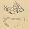 Marsh 1883 - Imprints of Paramylodon