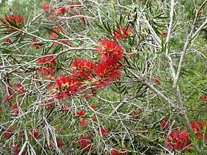 Melaleuca sabrina (leaves, flowers).JPG