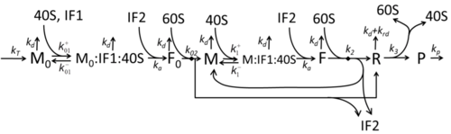 ModelM1'