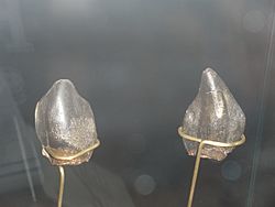 Neosodon teeth