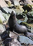 New Zealand Fur Seal (Arctocephalus forsteri) shaking off water