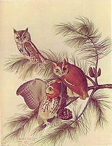 Otus asio audubon