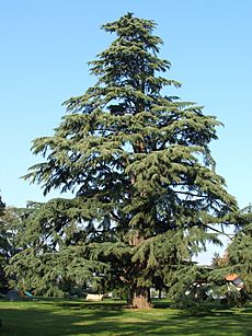 Pedrengo cedro nel parco Frizzoni