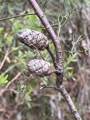 Petrophile pedunculata fruit