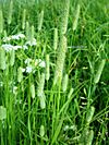 Phleum pratense001.JPG