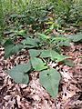 Phlomis tuberosa sl33