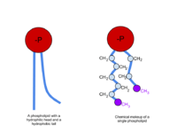 Phospholipid Chemicalmakeup