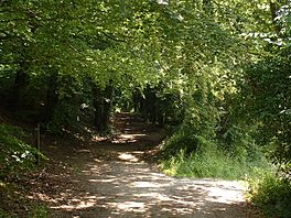 Pilgrims way westwell.jpg