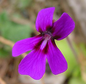 Pinguicula moranensis flower