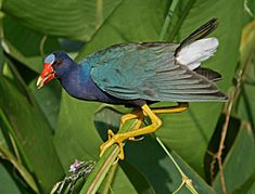 PurpleGallinule