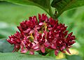 Purple Milkweed Asclepias purpurascens Mature