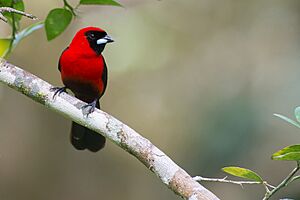 Ramphocelus nigrogularis, Masked Crimson Tanager.jpg