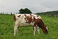 Red Holstein