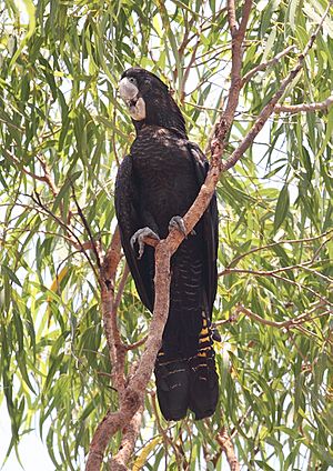 Redcocky-female