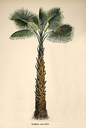 Sabal palmetto00