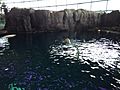 Shedd belugas 2017-09-02