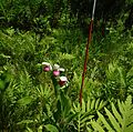 Showy Lady's Slipper