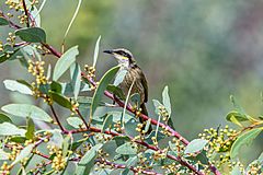 Singing honeyeater