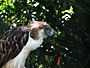 Sir Arny(Philippine Eagle).jpg