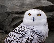 Snowy Owl 1