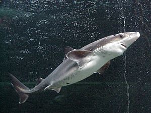 Spiny dogfish hokitika.jpg