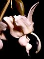 Stanhopea reichenbachiana Orchi 002