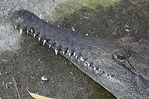 Taronga Zoo crocodile 001