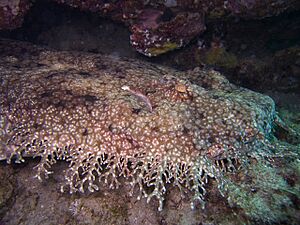 Tasseled wobbegong shark