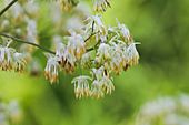 Thalictrum dasycarpum male flowers