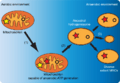 The-origins-of-mitochondrion-related-organelles-A-hypothetical-scenario-for-the