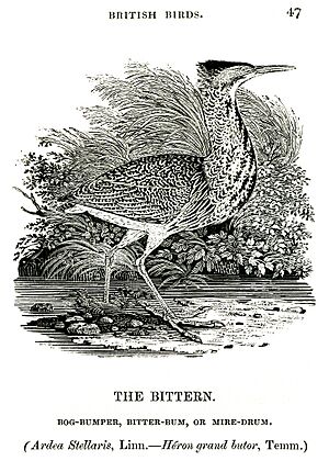 The Bittern Thomas Bewick 1804