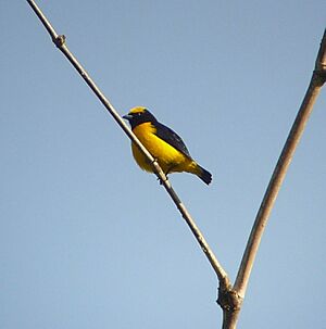 Trinidad Euphonia