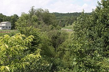 Vegetation near Indian Creek.JPG