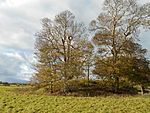 Bowl barrow known as 'Wimble Toot'