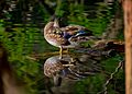 Wood Duck, Highpark 38