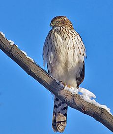 Accipiter cooperii Quebec