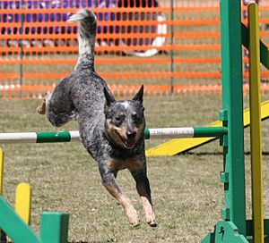 Acd agility